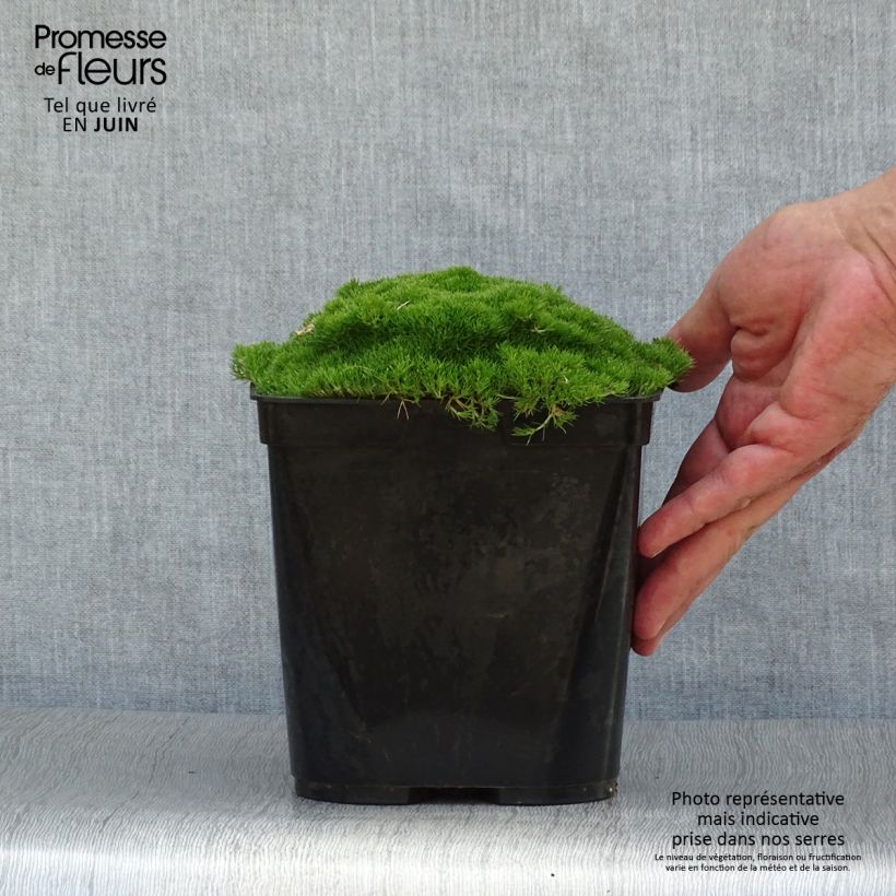 Scleranthus uniflorus 3L/4L pot sample as delivered in summer
