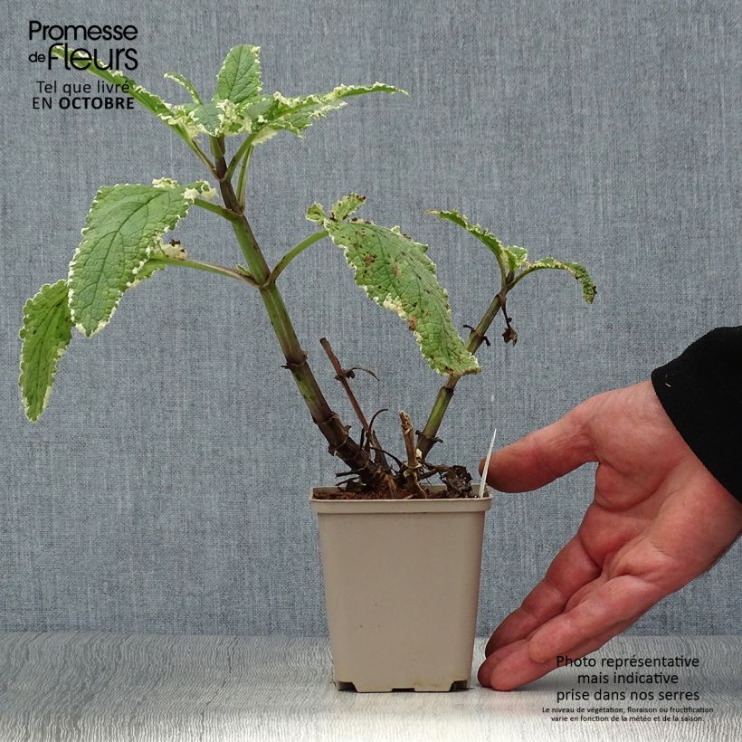 Scrophularia auriculata Variegata 8/9 cm pot sample as delivered in autumn