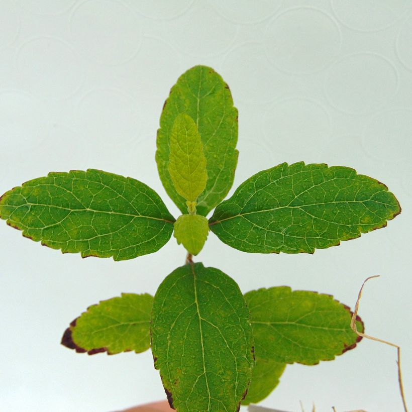 Scutellaria incana (Foliage)