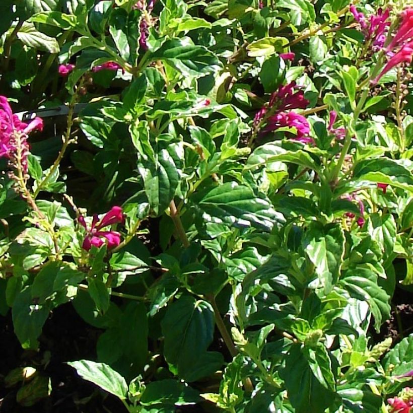 Scutellaria suffrutescens (Foliage)