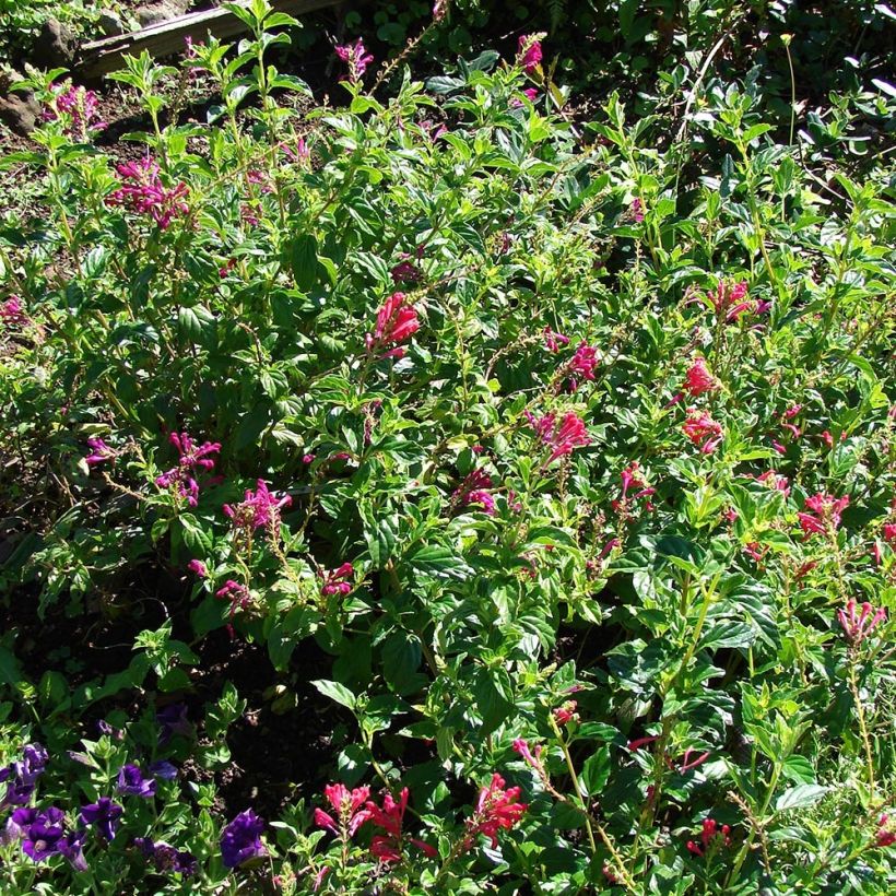 Scutellaria suffrutescens (Plant habit)