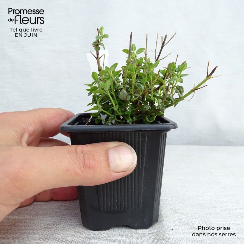 Scutellaria suffrutescens 8/9 cm pot sample as delivered in summer