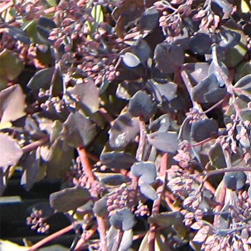 Sedum Bertram Anderson - Autumn Stonecrop (Foliage)