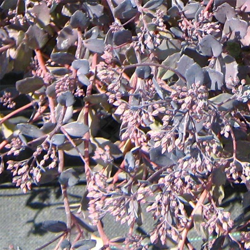 Sedum Bertram Anderson - Autumn Stonecrop (Flowering)