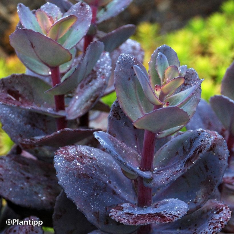 Sedum SunSparkler Blue Pearl - Stonecrop (Foliage)