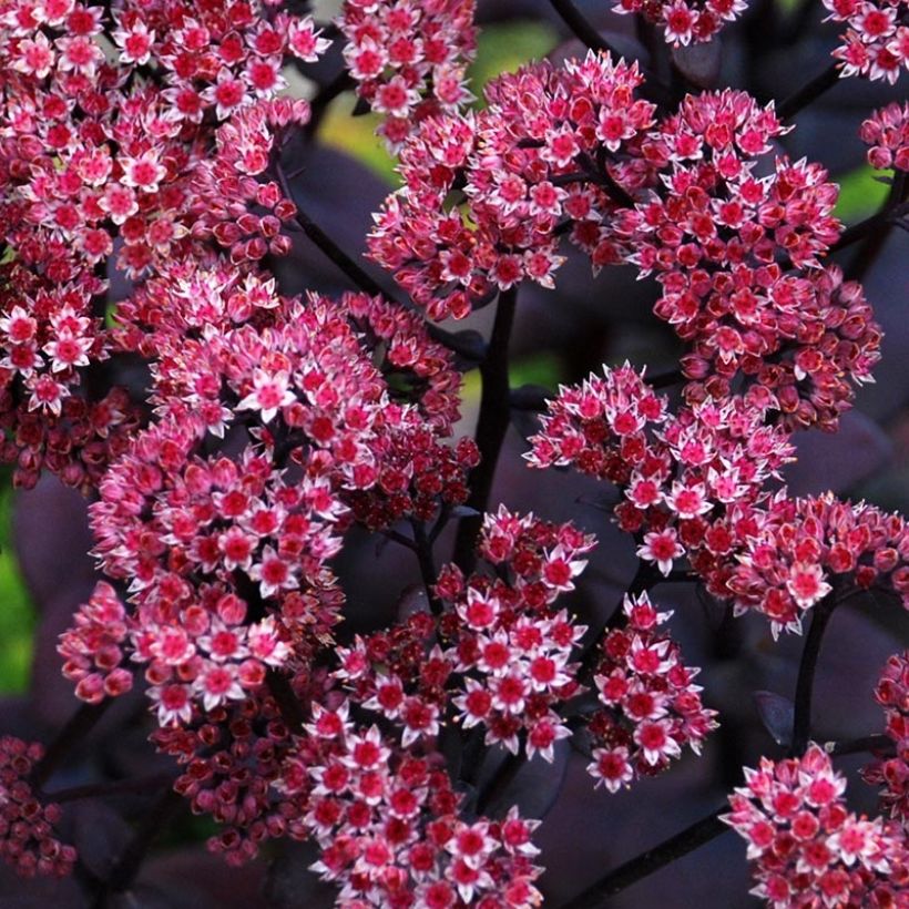 Sedum SunSparkler Blue Pearl - Stonecrop (Flowering)