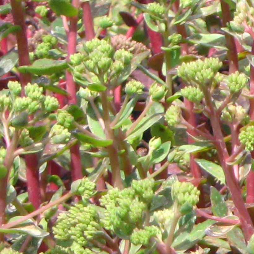 Sedum spectabile Carl - Autumn Stonecrop (Foliage)