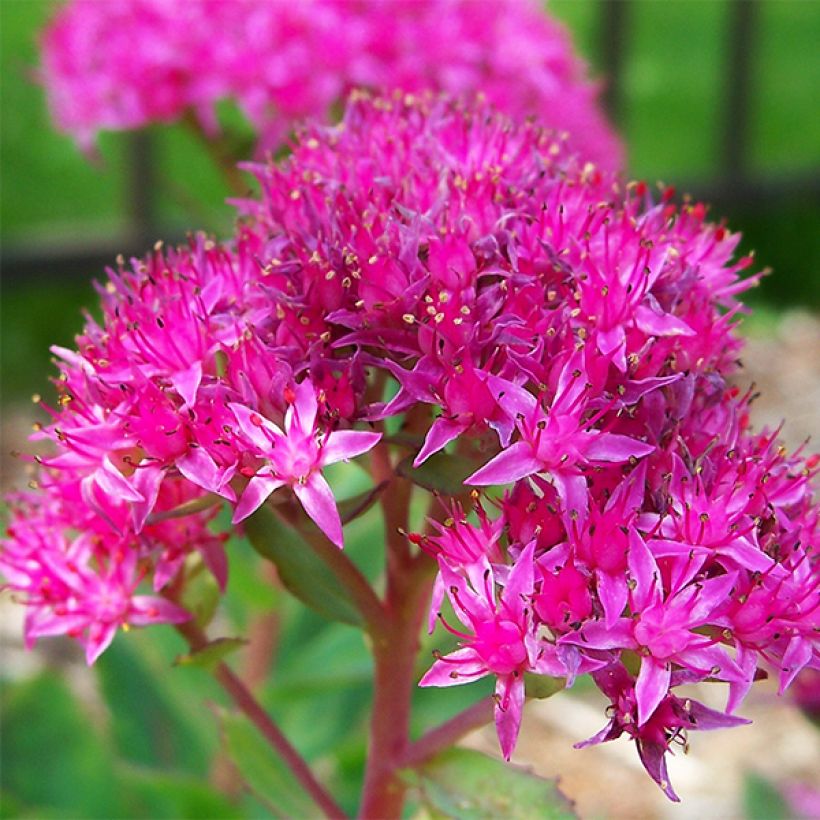 Sedum spectabile Carl - Autumn Stonecrop (Flowering)