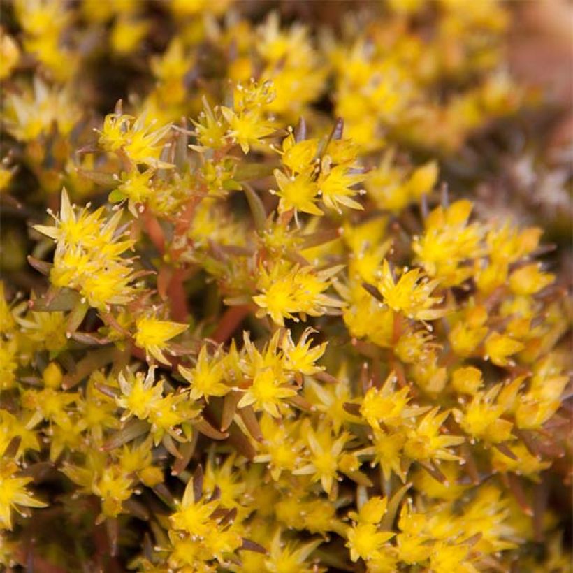 Sedum Chocolate Ball - Stonecrop (Flowering)