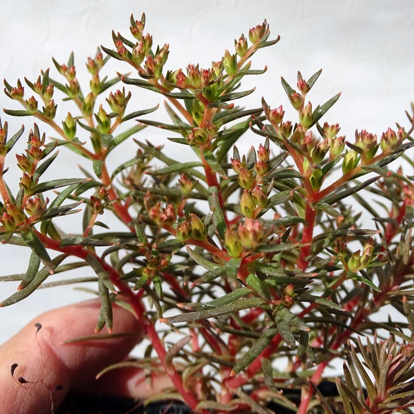 Sedum Chocolate Ball - Stonecrop (Foliage)