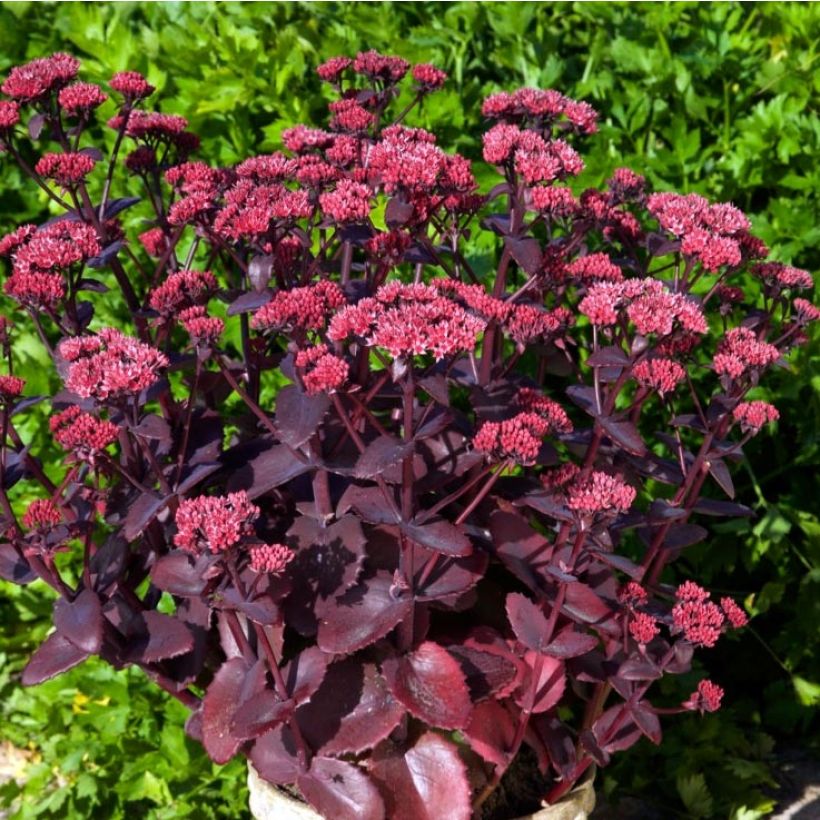 Sedum telephium Chocolate Cherry - Autumn Stonecrop (Plant habit)