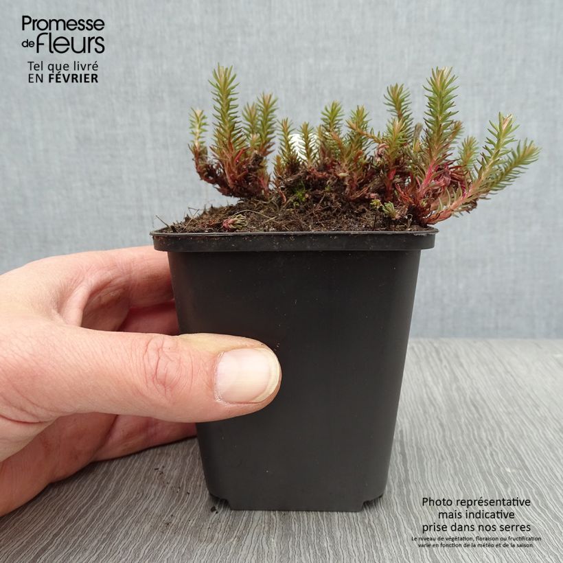 Sedum Chocolate - Stonecrop 8/9 cm pot sample as delivered in winter
