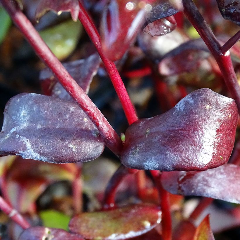 Sedum Chocolate - Stonecrop (Foliage)