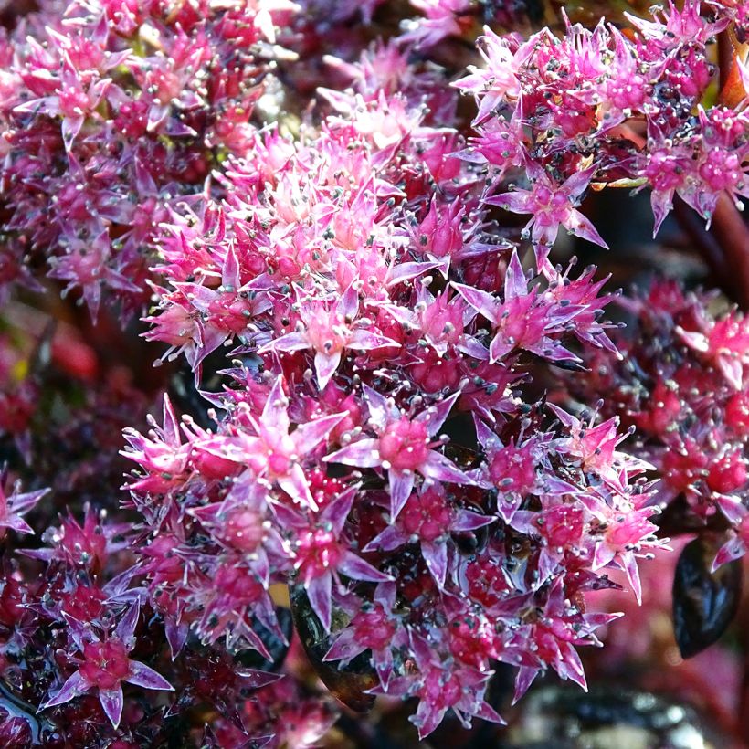 Sedum Chocolate - Stonecrop (Flowering)