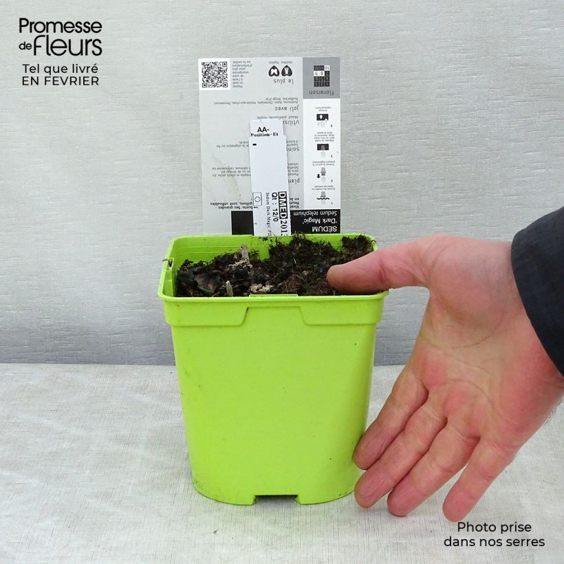 Sedum telephium Dark Magic - Autumn Stonecrop 2L/3L pot sample as delivered in winter