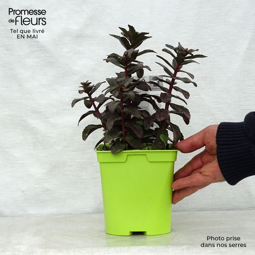 Sedum telephium Dark Magic - Autumn Stonecrop 2L/3L pot sample as delivered in spring