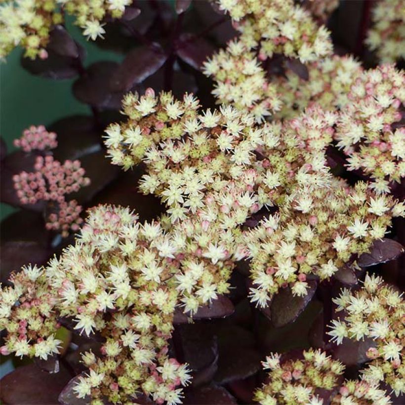 Sedum Eline - Autumn Stonecrop (Flowering)