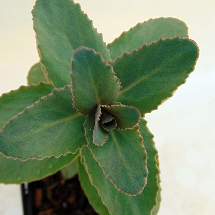 Sedum Eline - Autumn Stonecrop (Foliage)