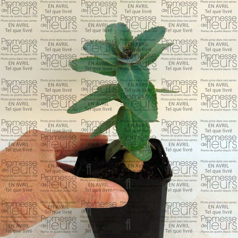 Example of Sedum Eline - Autumn Stonecrop 8/9 cm pot specimen as delivered
