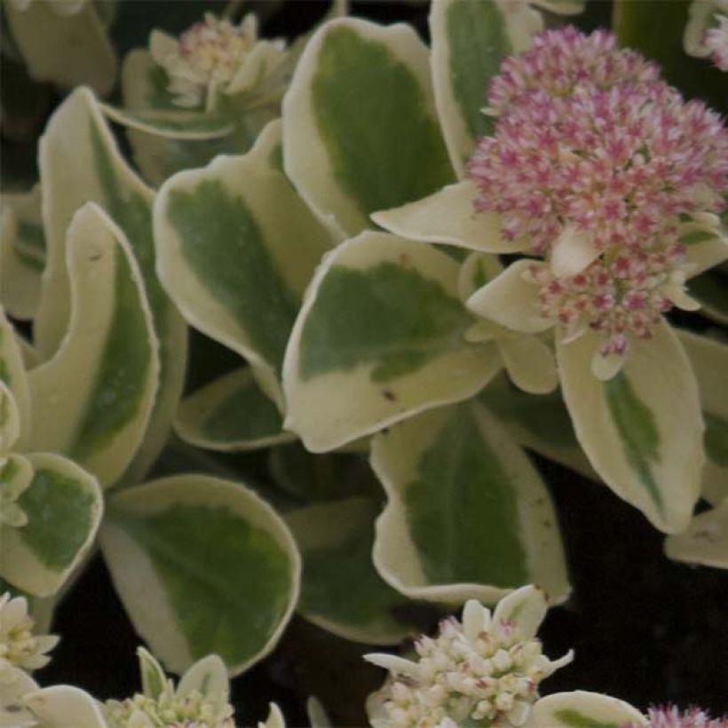 Sedum spectabile Frosted Fire - Autumn Stonecrop (Foliage)