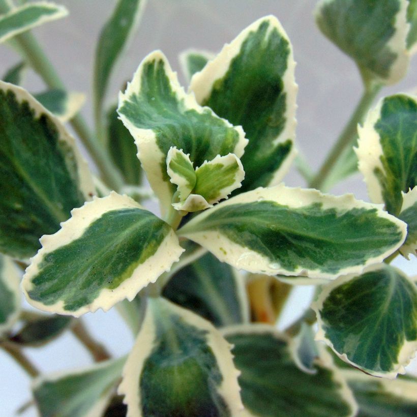 Sedum Frosty Morn - Autumn Stonecrop (Foliage)