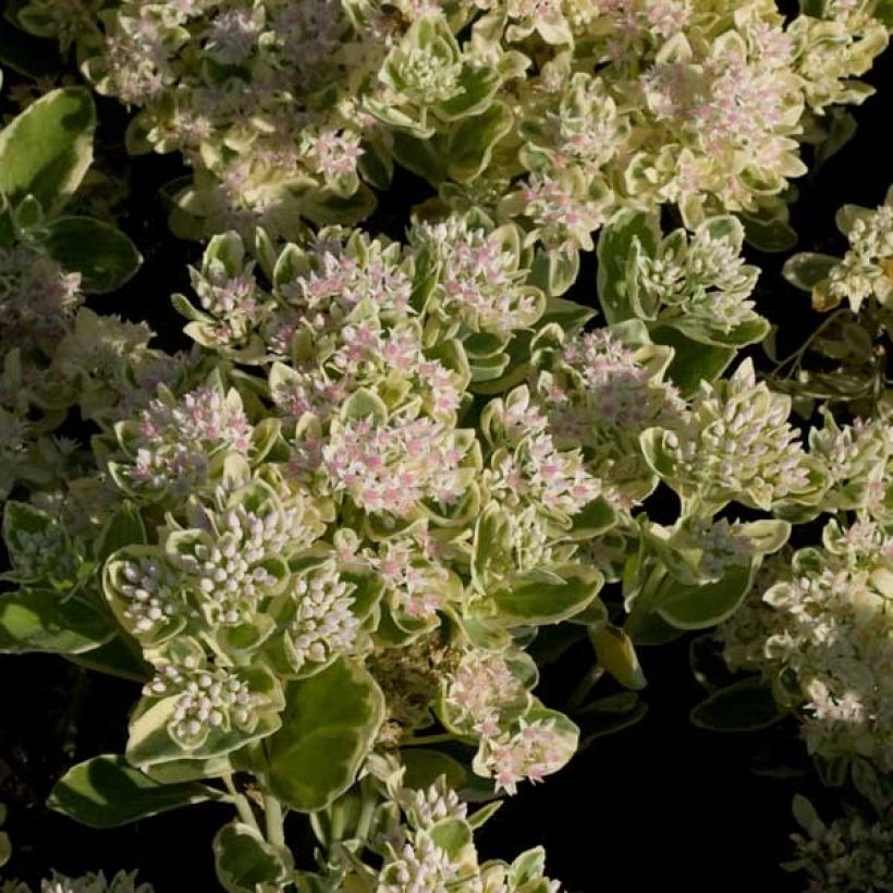 Sedum Frosty Morn - Autumn Stonecrop (Flowering)