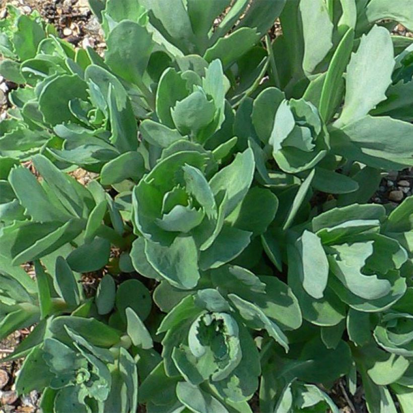 Sedum Herbstfreude - Autumn Stonecrop (Foliage)