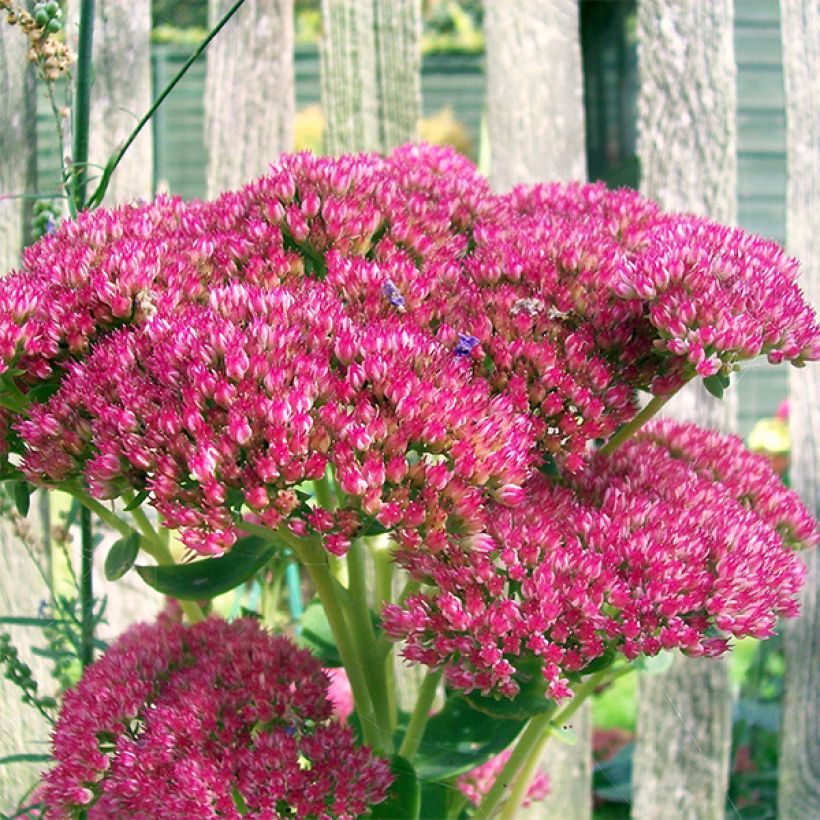 Sedum Herbstfreude - Autumn Stonecrop (Flowering)