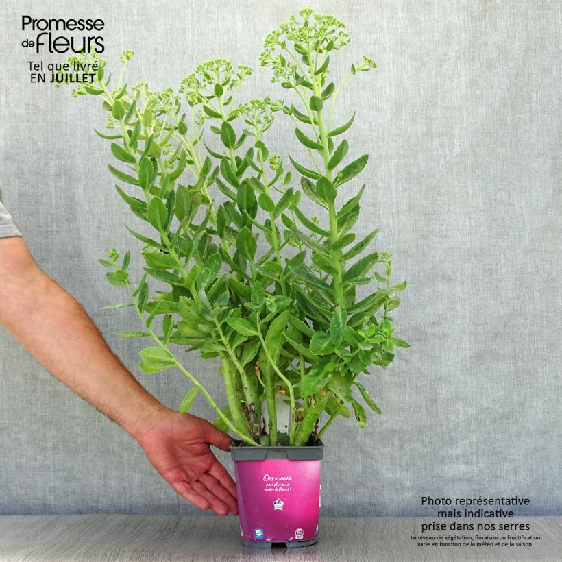 Sedum Herbstfreude - Autumn Stonecrop 2L/3L pot sample as delivered in summer
