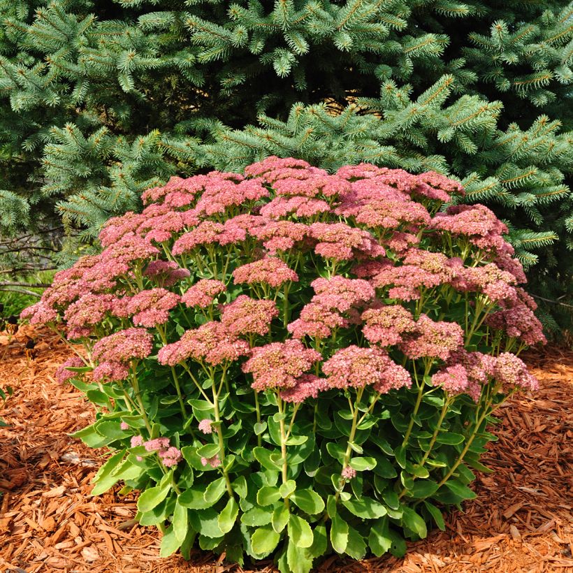 Sedum Herbstfreude - Autumn Stonecrop (Plant habit)