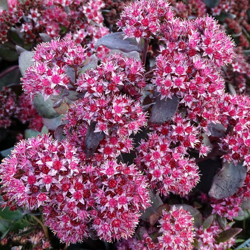 Sedum spectabile Jose Aubergine - Autumn Stonecrop (Flowering)