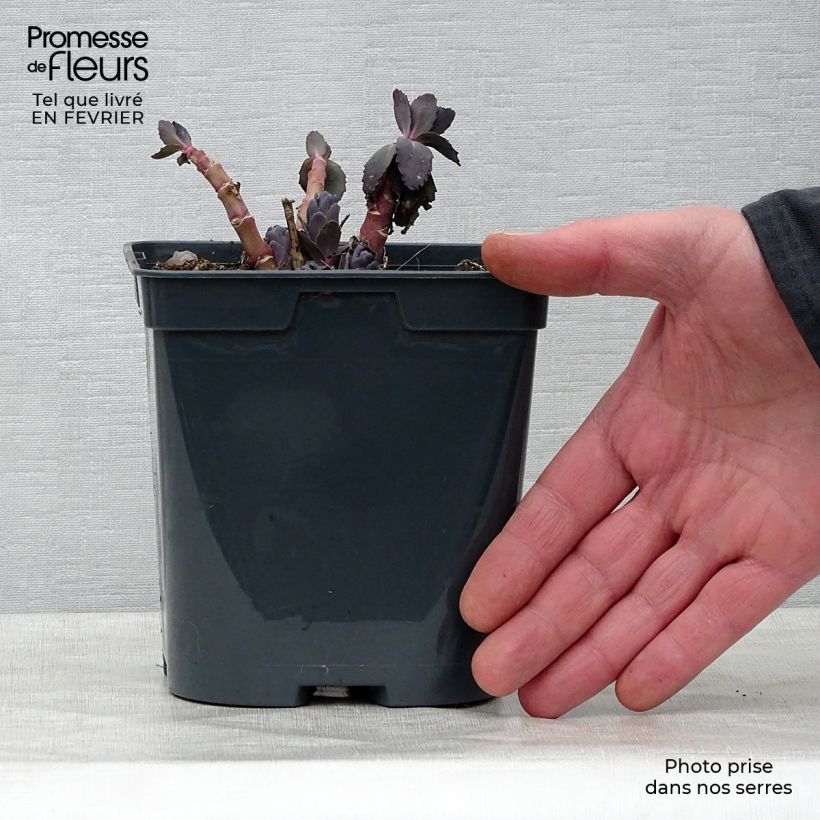 Sedum spectabile Jose Aubergine - Autumn Stonecrop 2L/3L pot sample as delivered in winter