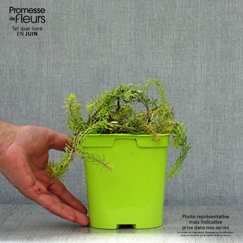 Sedum Lemon Ball - Stonecrop 2L/3L pot sample as delivered in summer