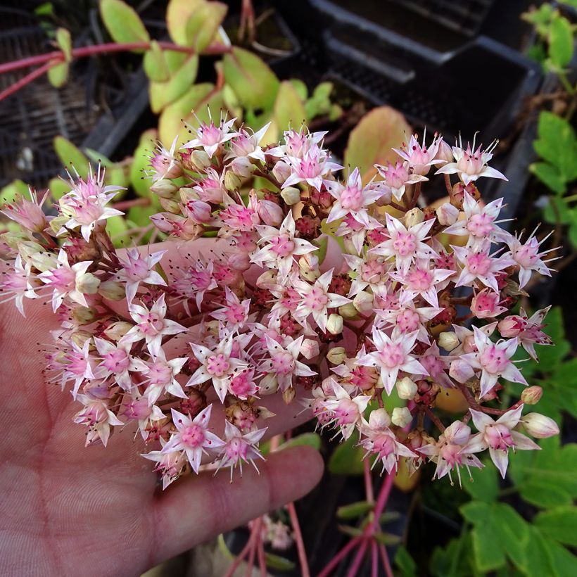 Sedum Matrona - Autumn Stonecrop (Flowering)