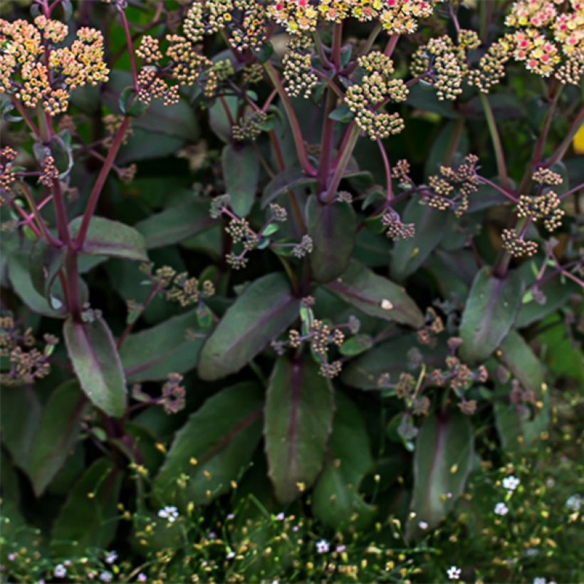 Sedum spectabile Orange Xenox - Autumn Stonecrop (Foliage)