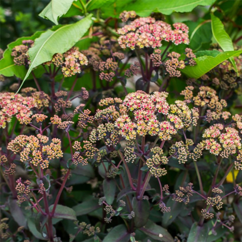 Sedum spectabile Orange Xenox - Autumn Stonecrop (Flowering)