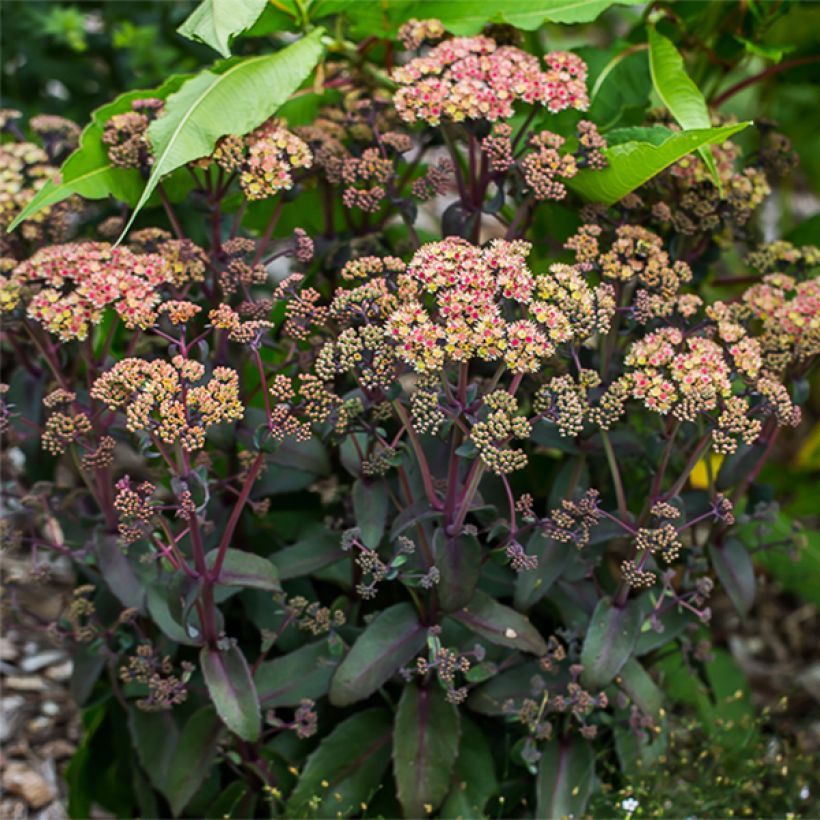 Sedum spectabile Orange Xenox - Autumn Stonecrop (Plant habit)