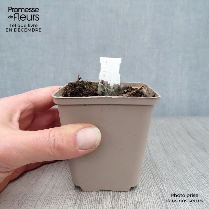 Sedum spectabile Orange Xenox - Autumn Stonecrop 8/9 cm pot sample as delivered in winter