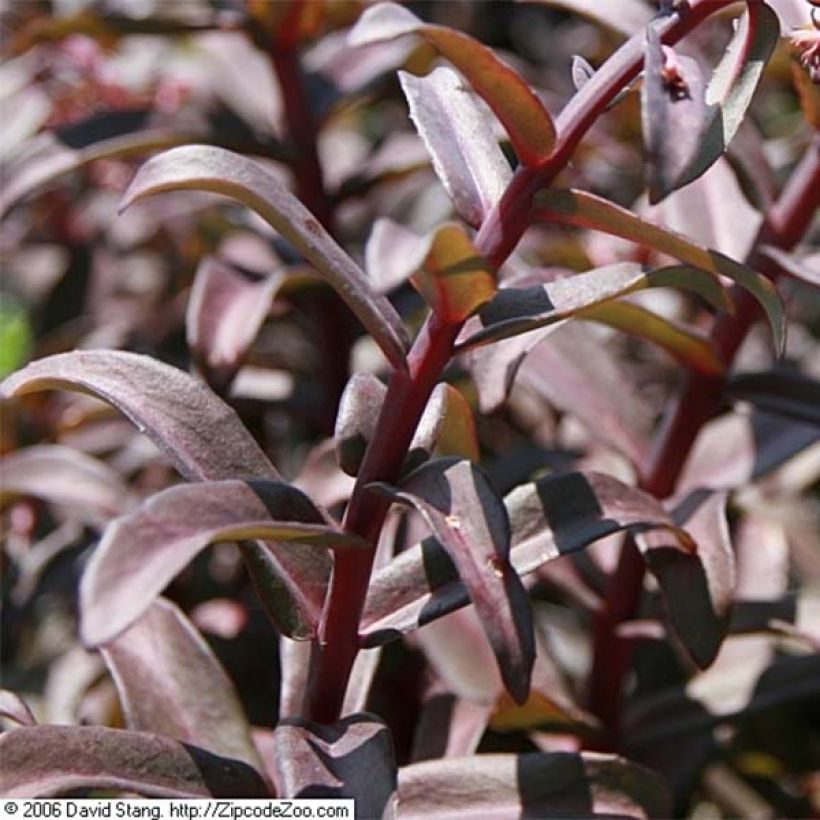 Sedum spectabile Purple Emperor - Autumn Stonecrop (Foliage)