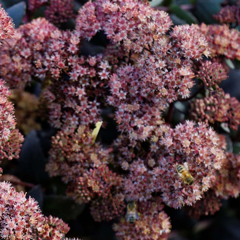 Sedum spectabile Purple Emperor - Autumn Stonecrop (Flowering)