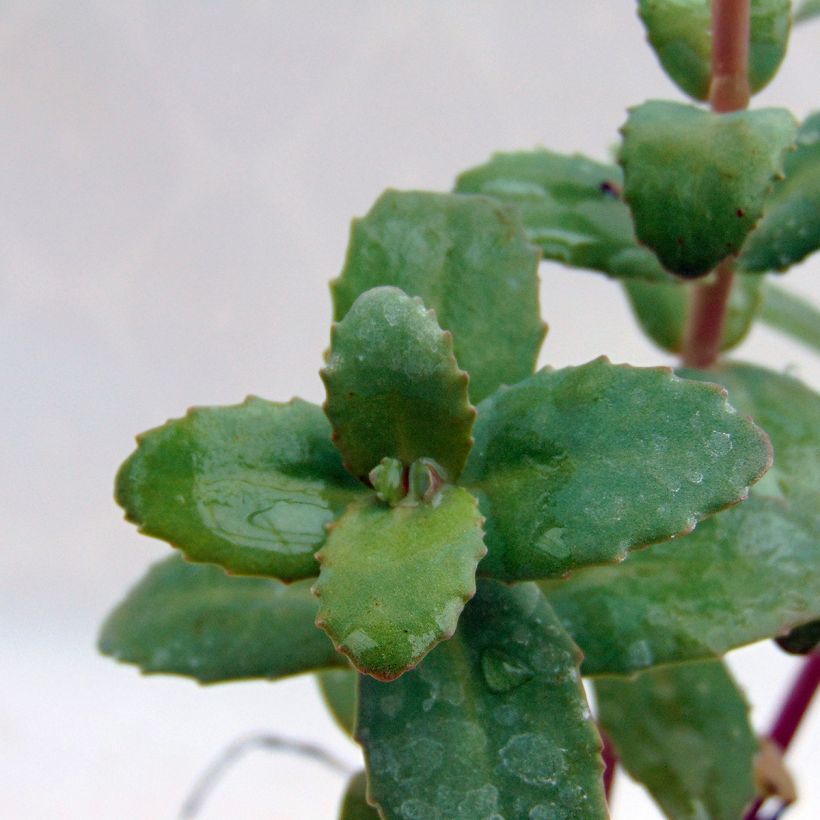 Sedum Red Cauli - Autumn Stonecrop (Foliage)