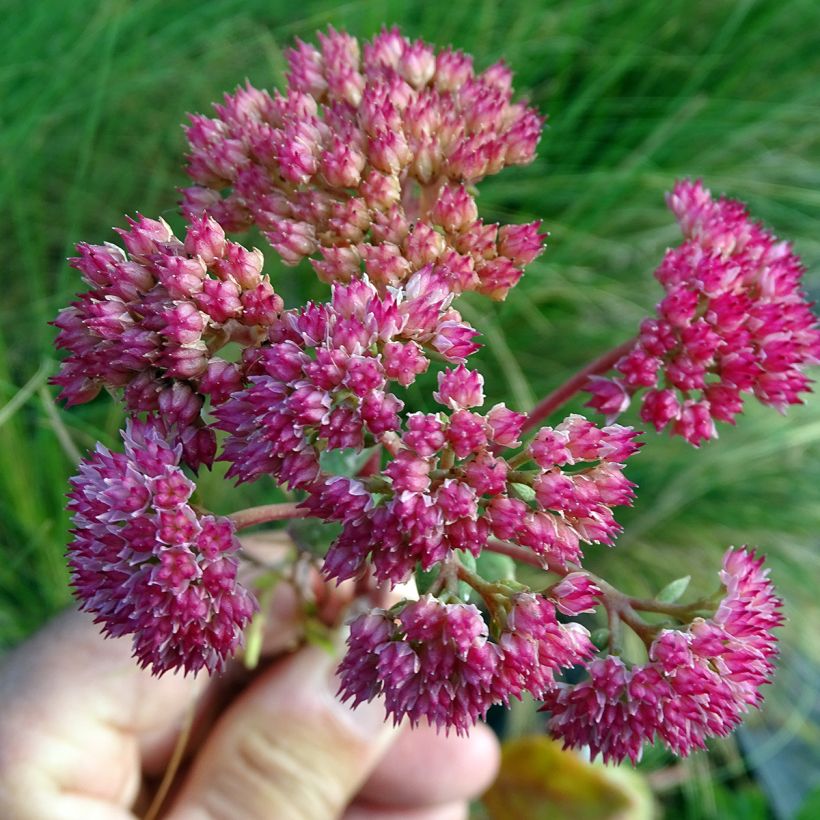 Sedum Red Cauli - Autumn Stonecrop (Flowering)