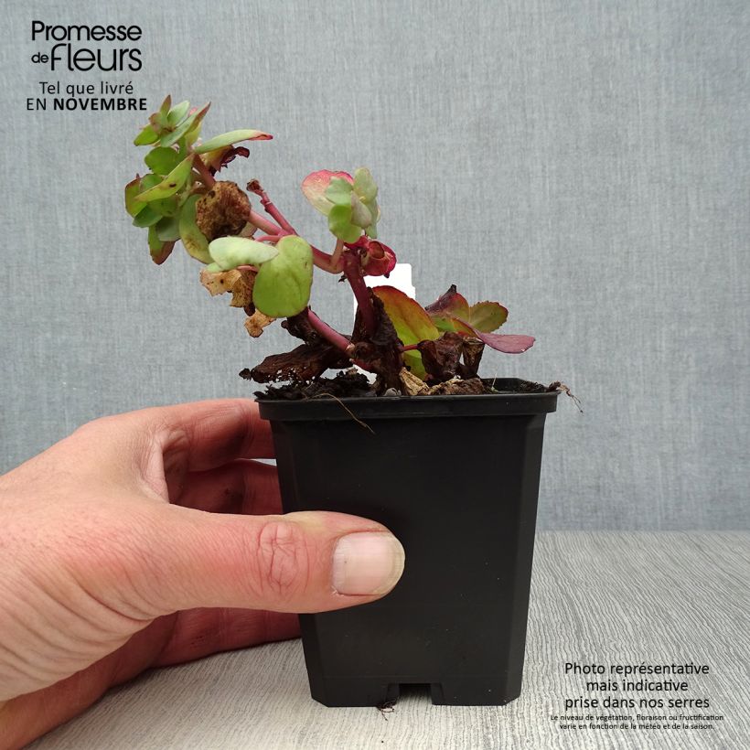 Sedum Red Cauli - Autumn Stonecrop 8/9 cm pot sample as delivered in autumn