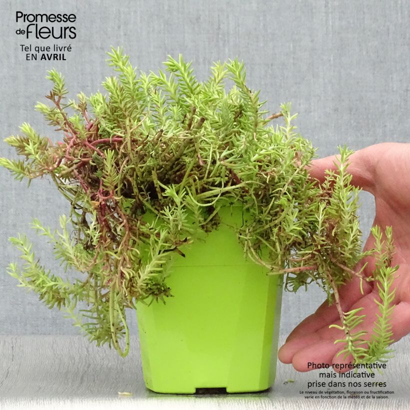 Sedum rupestre Angelinas Teacup - Stonecrop 1L/1.5L pot sample as delivered in spring