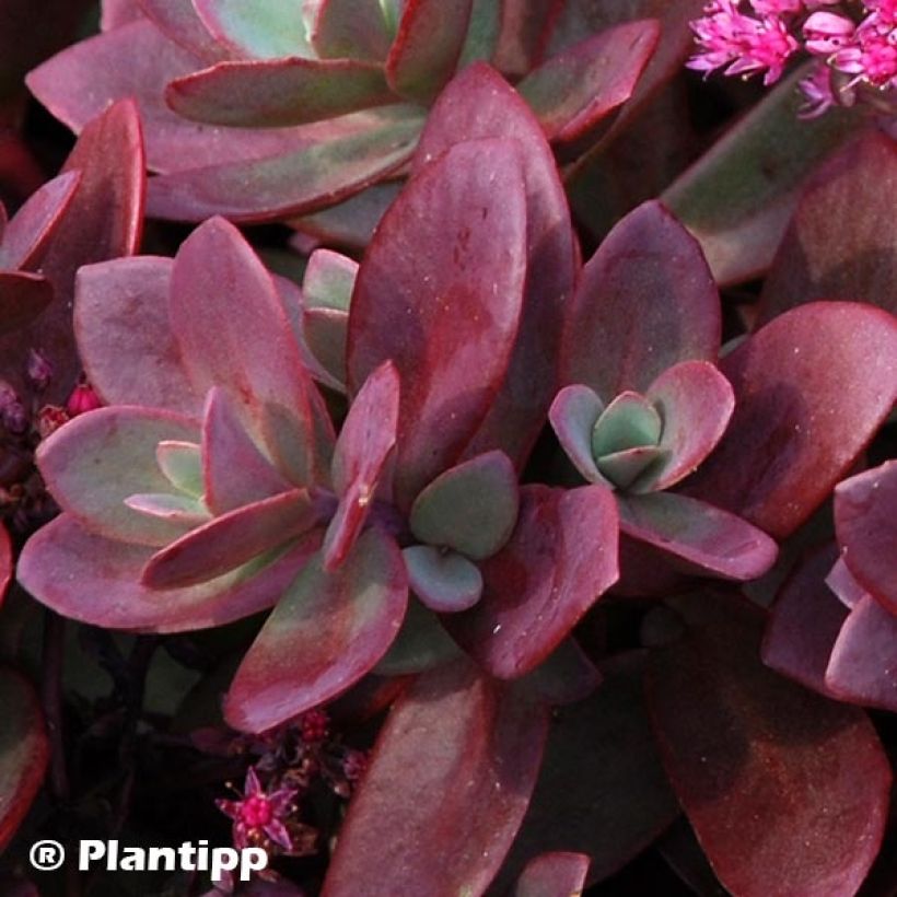 Sedum SunSparkler Firecracker - Stonecrop (Foliage)