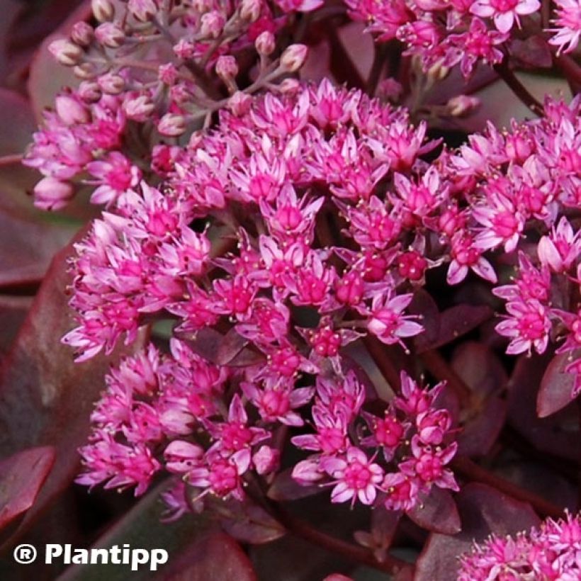 Sedum SunSparkler Firecracker - Stonecrop (Flowering)