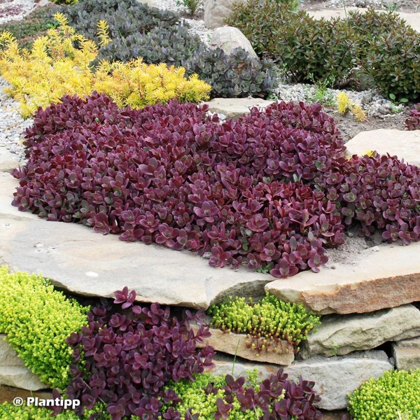 Sedum SunSparkler Firecracker - Stonecrop (Plant habit)