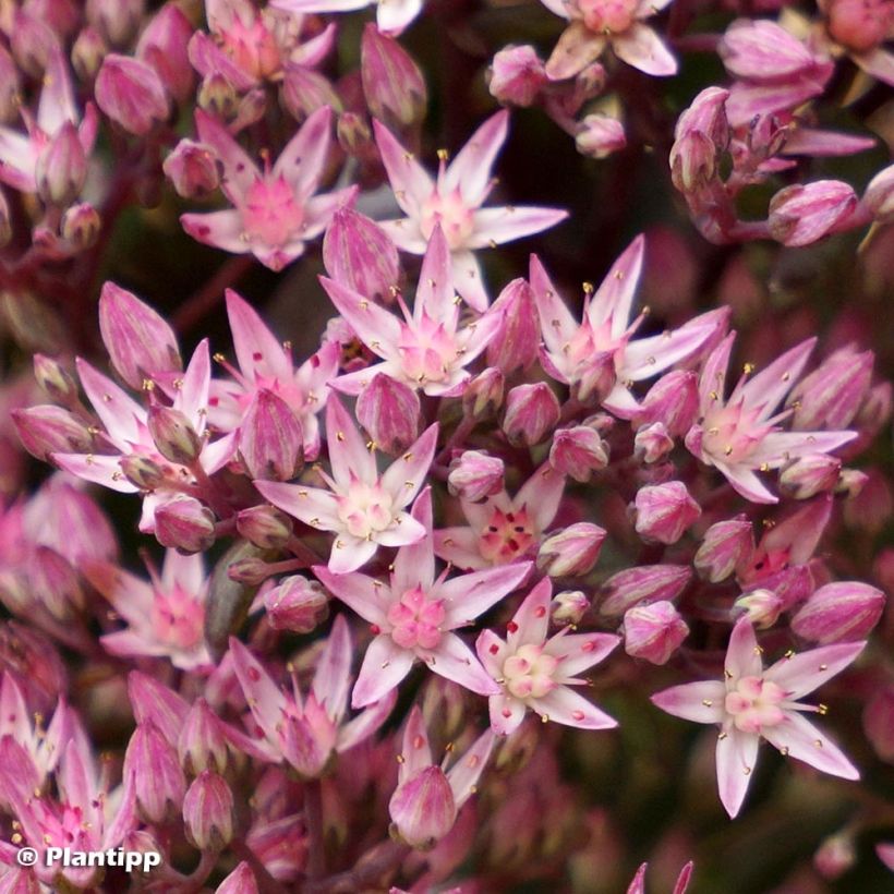 Sedum SunSparkler Jade Tuffet - Stonecrop (Flowering)