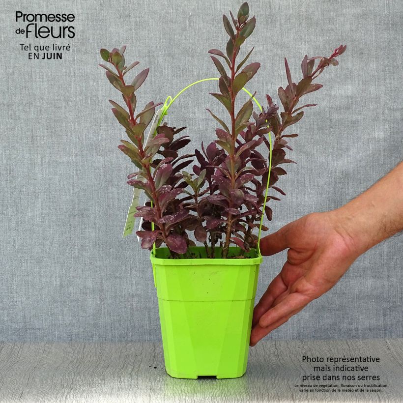 Sedum SunSparkler Plum Dazzled - Stonecrop 1.5L/2L pot sample as delivered in summer