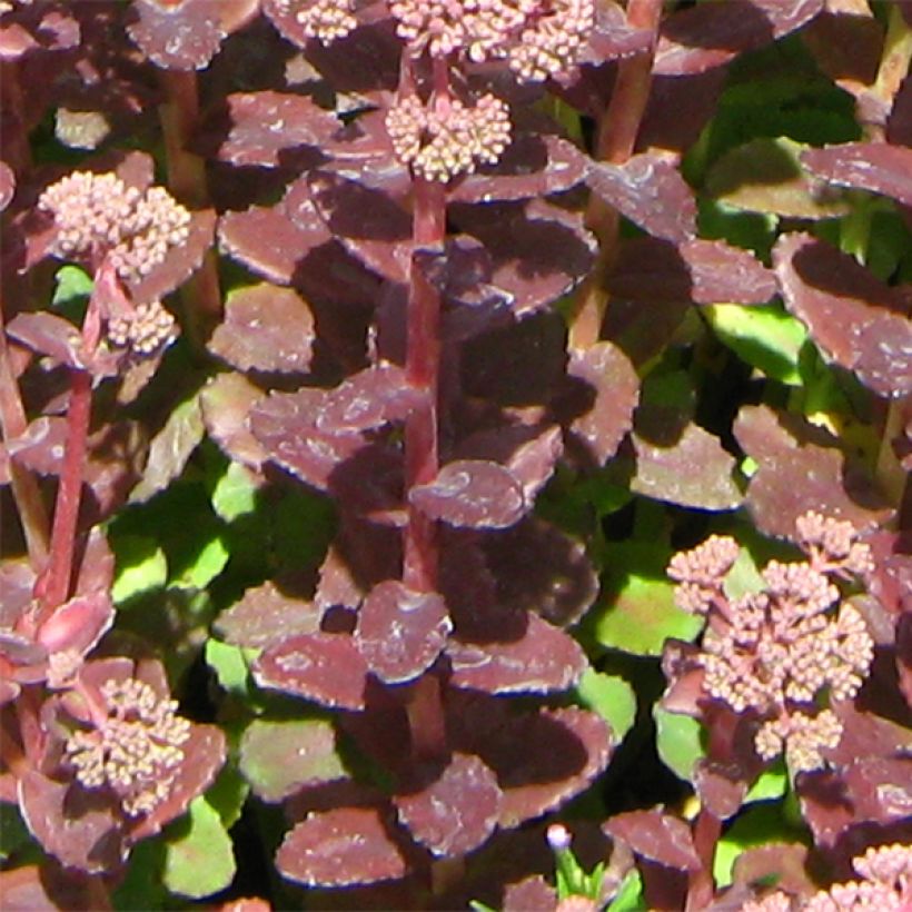 Sedum Stewed Rhubarb Mountain - Stonecrop (Foliage)